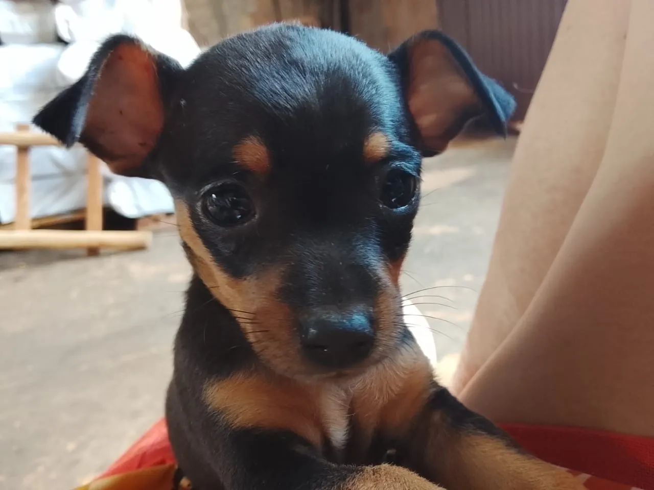 Pinscher Macho e Fêmeas Zero - Foto 4