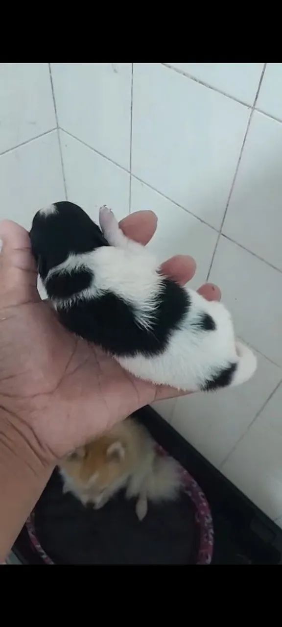 Lulu da Pomerânia  - Foto 2