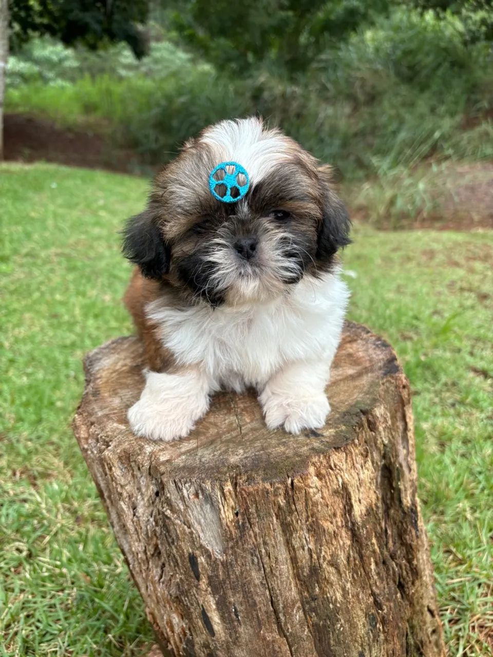 Vendo Macho de Shitzu Mini - Cachorros - Recanto Tropical