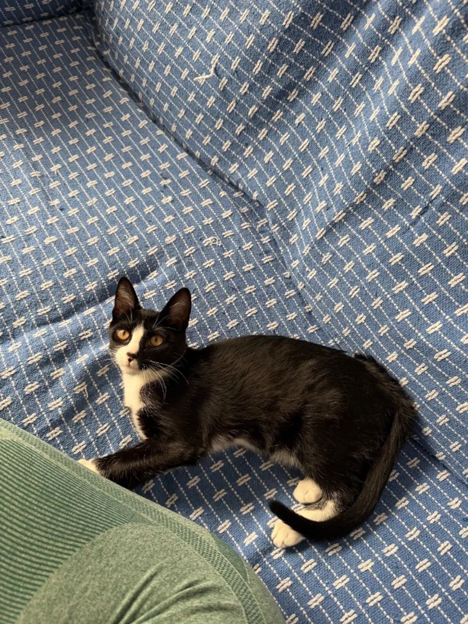 Gato - Foto 5