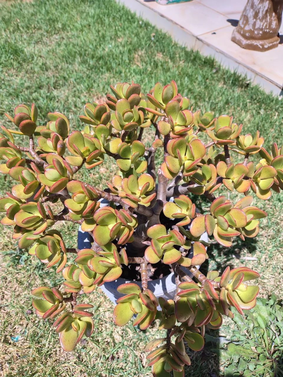 Suculenta Jade  - Foto 2