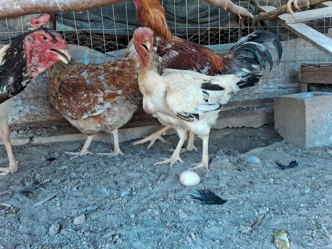 Ovos galados  - Foto 4