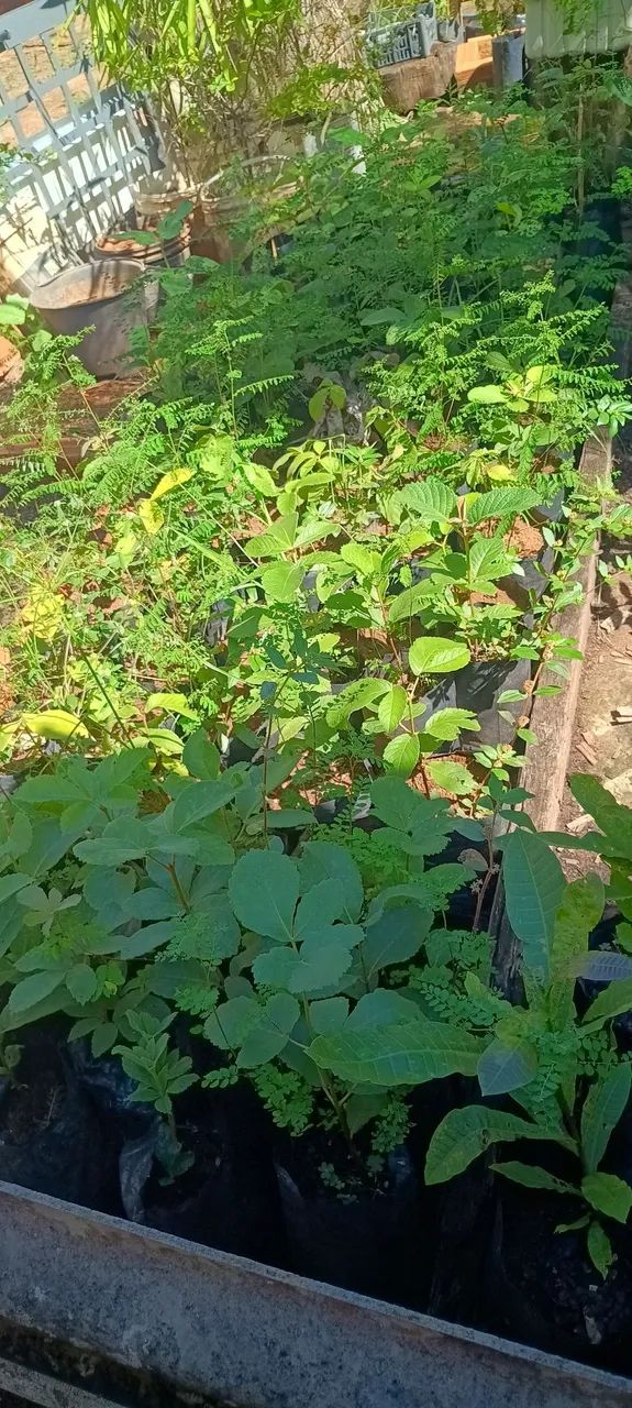 Mudas de pequi do Xingu  - Foto 2