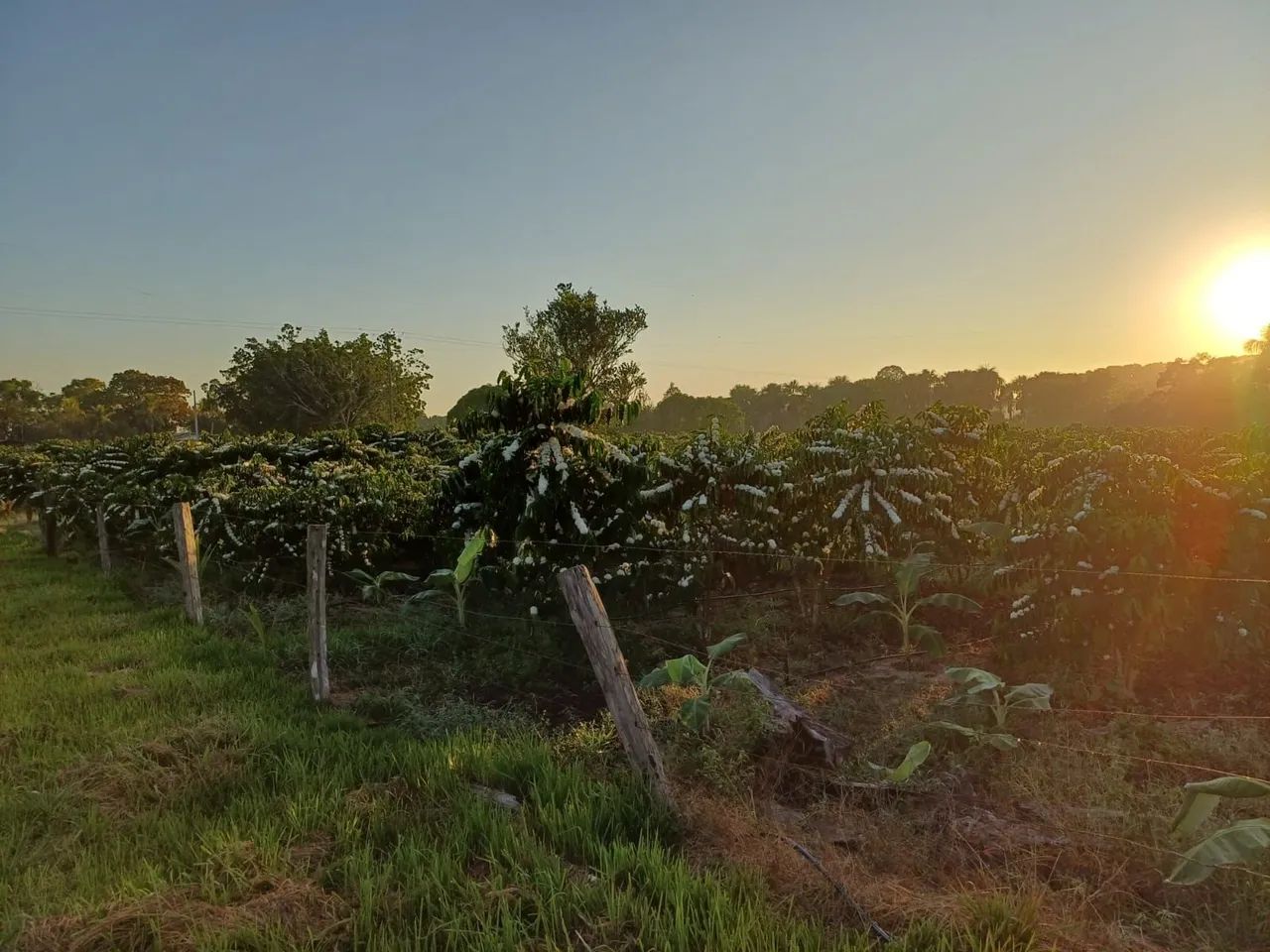 TERRA A VENDA - Foto 5