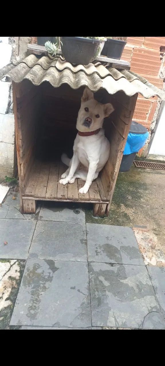 Doação Responsável  - Foto 4