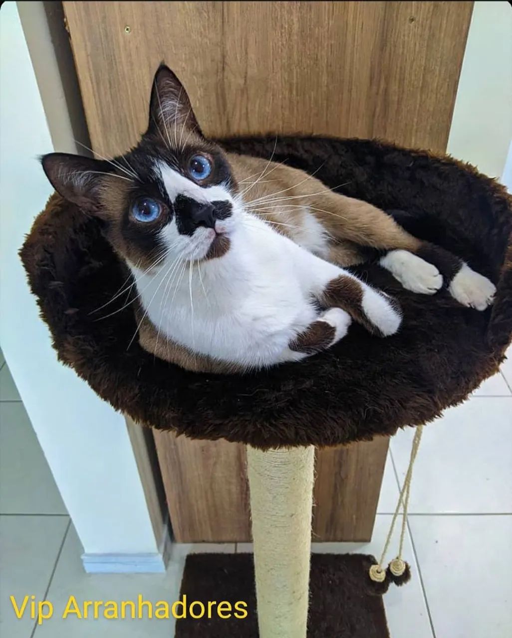 Arranhadores e Playgrounds para gatos  - Foto 3