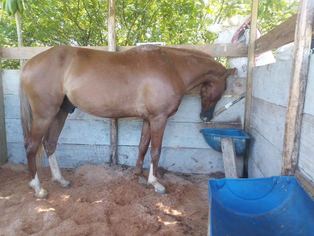 Mangalarga e jumenta pêga  - Foto 4