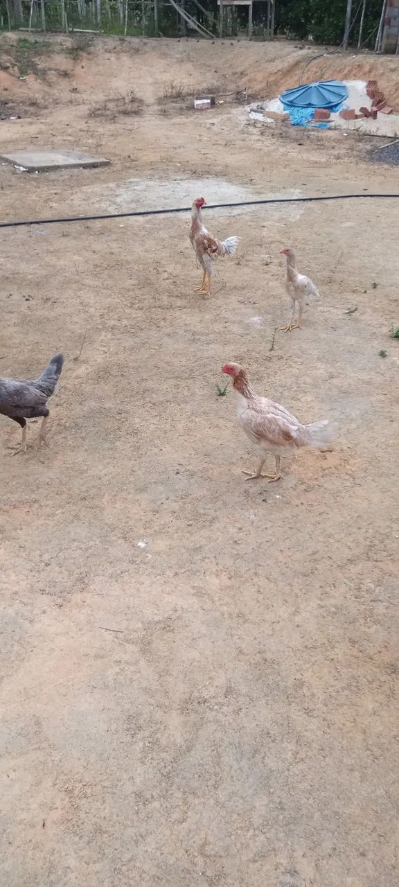 Frango avenda - Foto 2