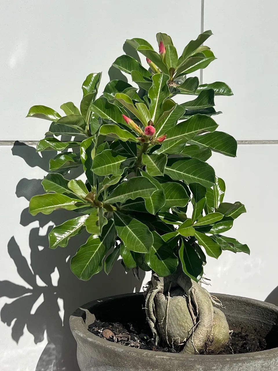 Vaso rosa do deserto - Foto 2