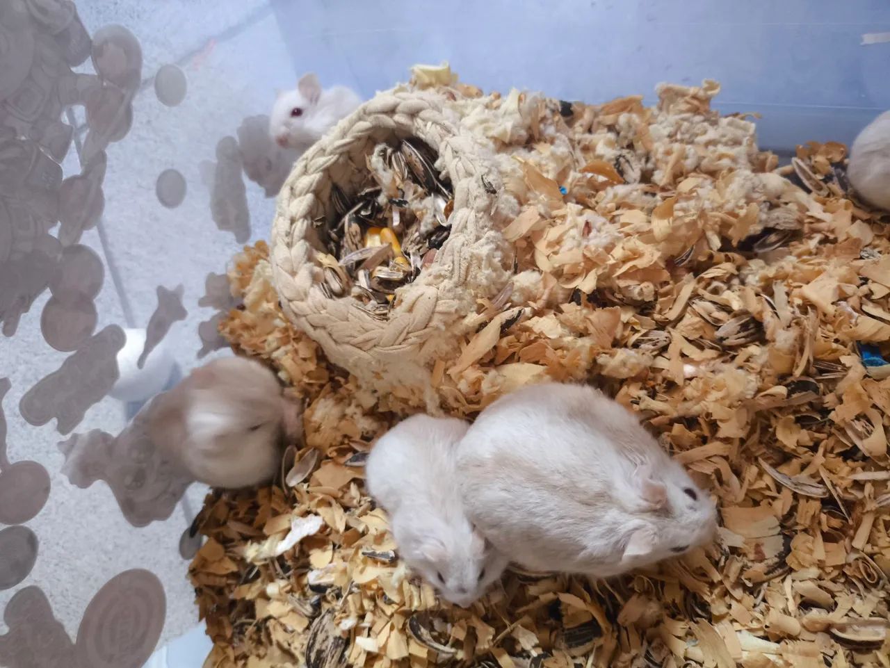 Hamster Anão Russo  - Foto 3