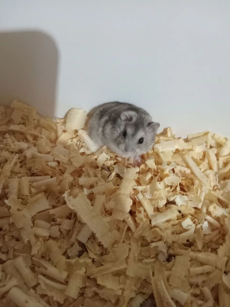 Hamster Anão Russo  - Foto 5