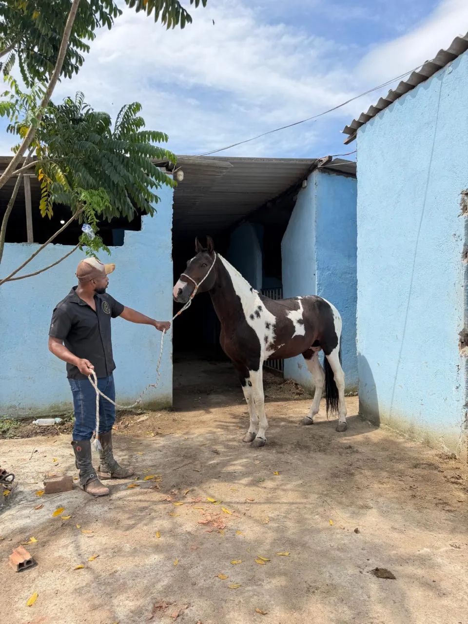 Garanhão Manga larga PamPa de castanho Homozigoto  - Foto 3