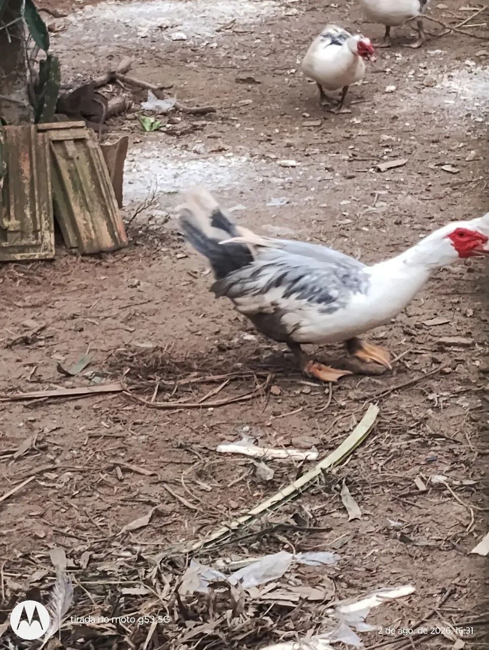 Patos e patas  - Foto 2