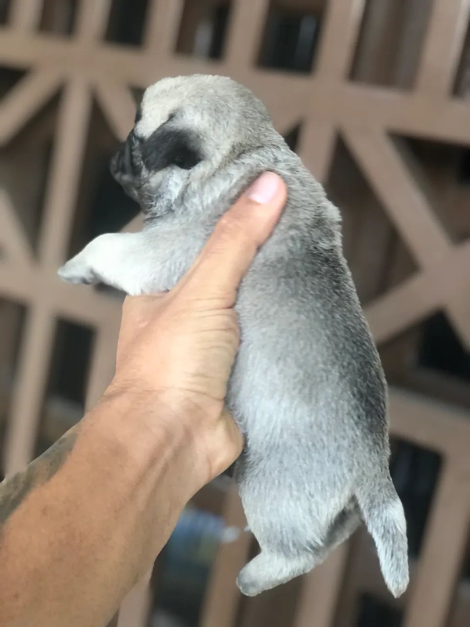 Pug FÊMEA  - Foto 2