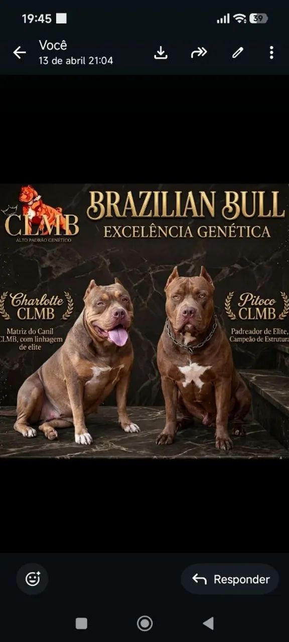 Filhotes Brazilian bull ou Pit mosters 