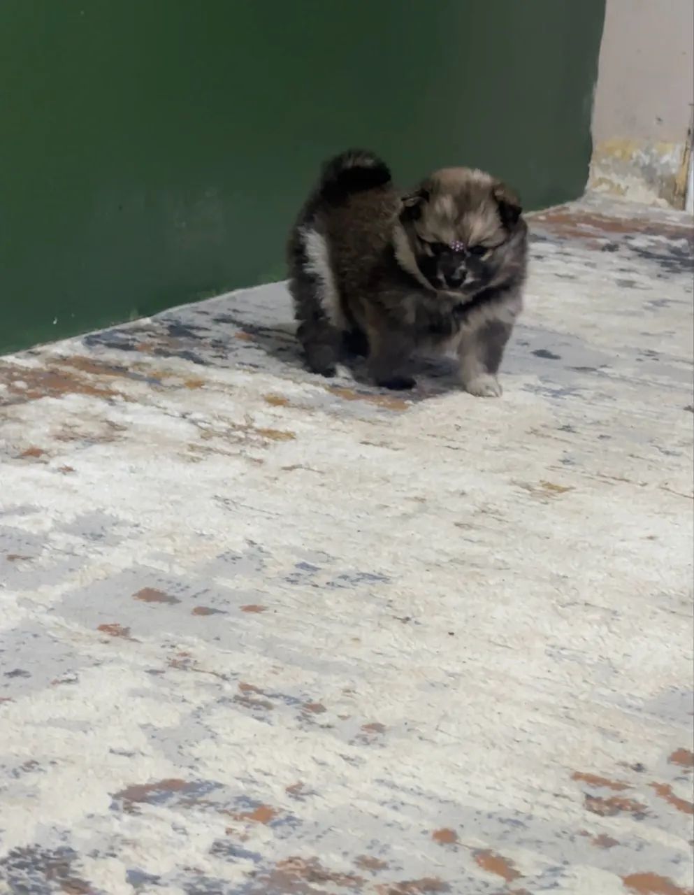 Filhote Lulu da pomerania  - Foto 3