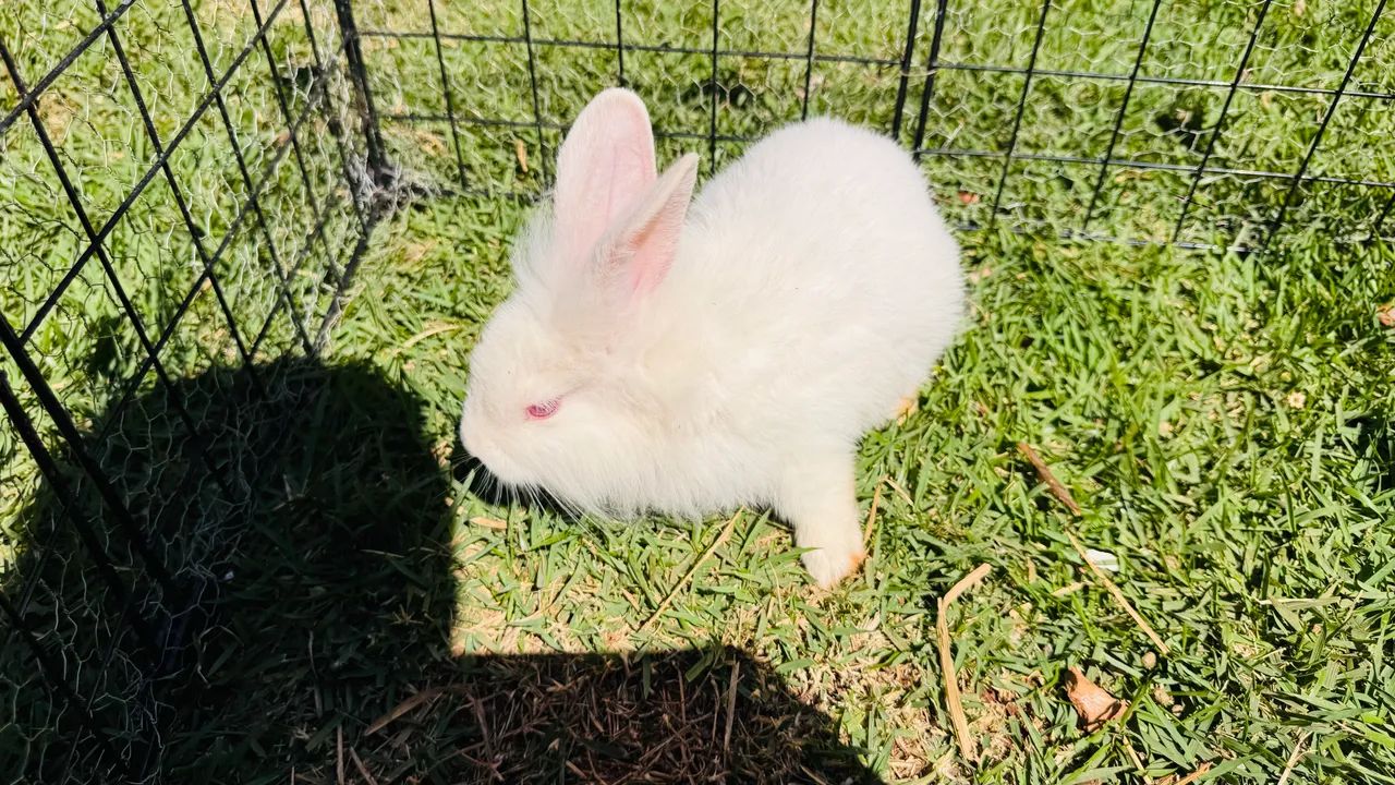 Coelhos  - Foto 2