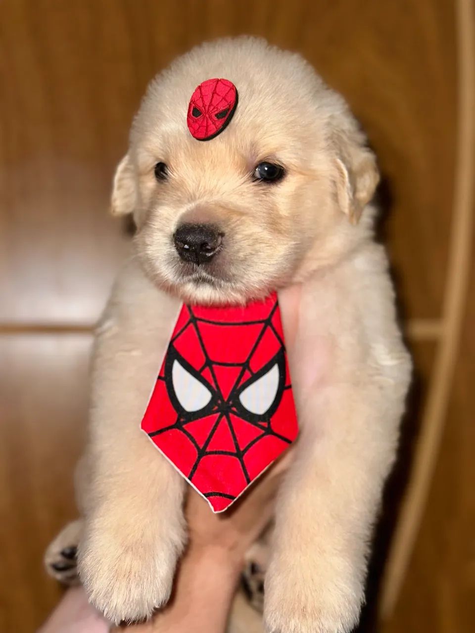 Golden Retriever macho  - Foto 3