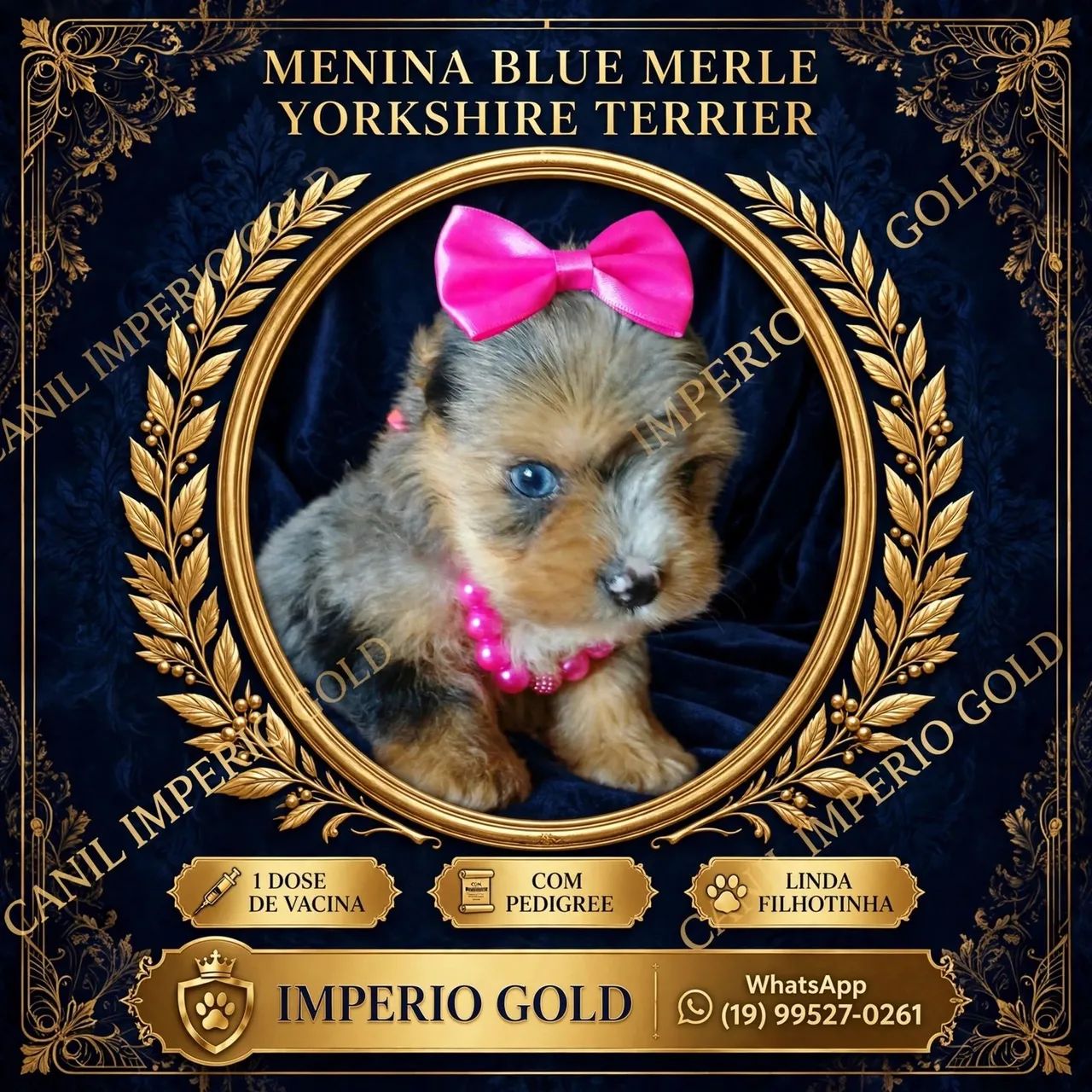Yorkshire terrier varias cores - Foto 2