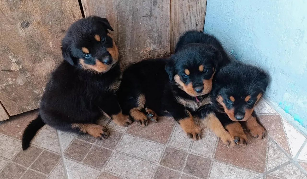 Filhote de rottweiler  - Foto 3