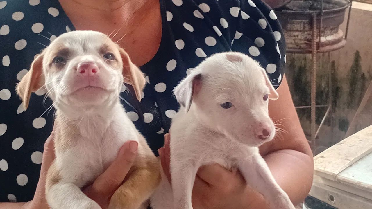 Adoção Conciente - Foto 2