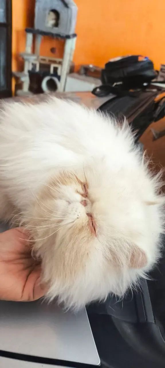 Gata persa  - Foto 2