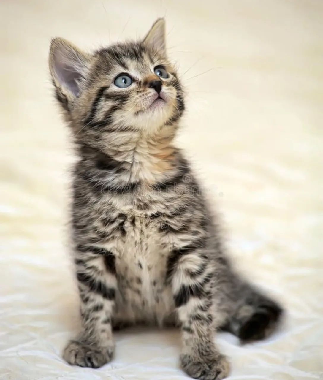 Doação responsável gatos - Foto 2