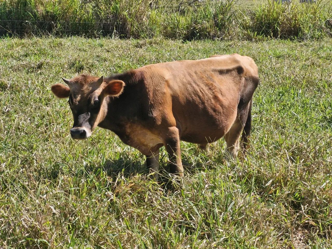 Tourinho Jersey  - Foto 2