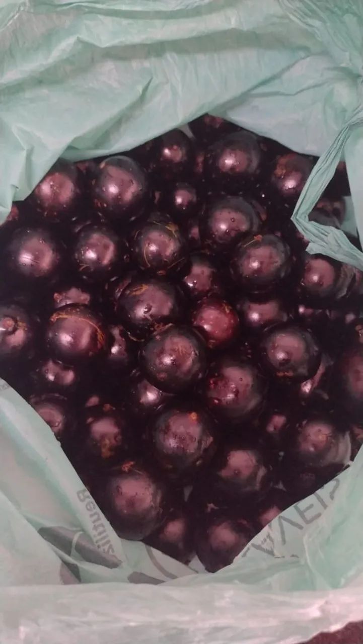 Muda de Jabuticaba Graúda olho de boi - Foto 5
