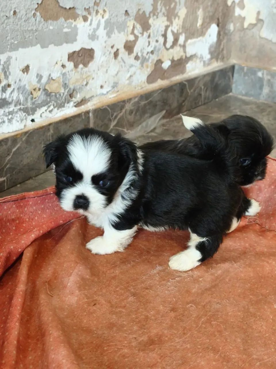 Lhasa apso macho - Foto 4