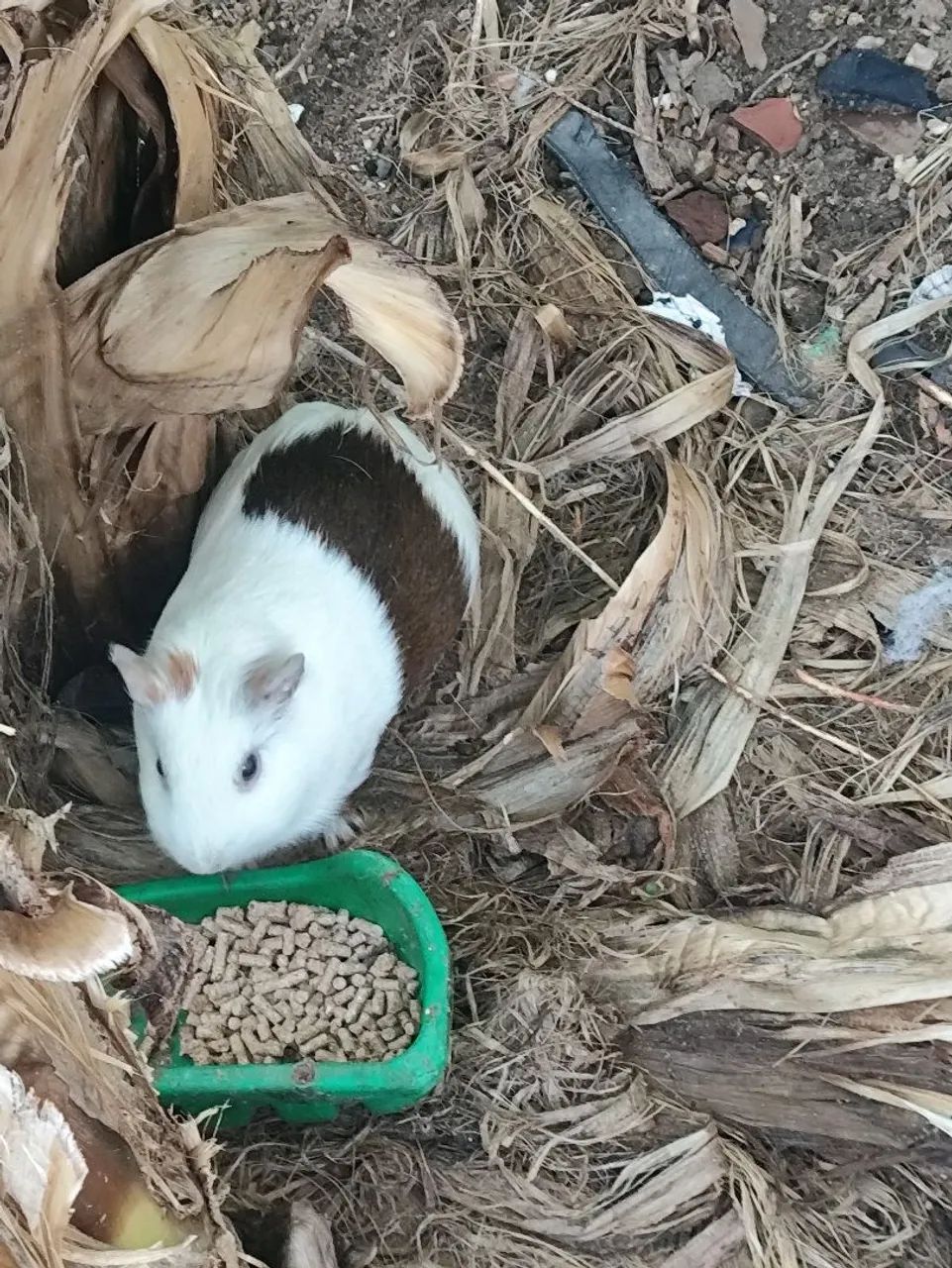 Porquinhos da Índia - Foto 2