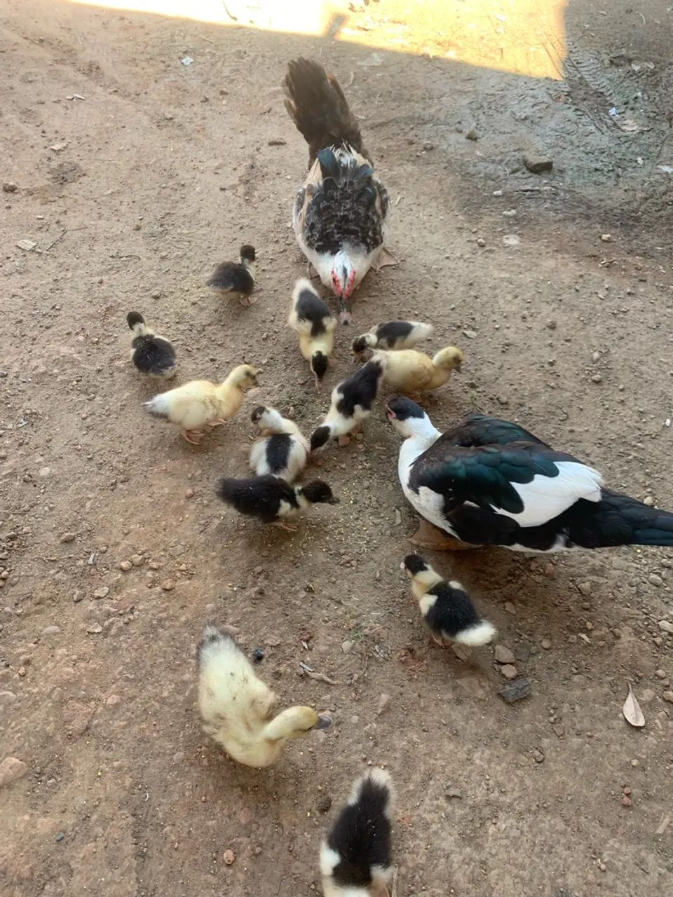 Vendo todos  - Foto 3