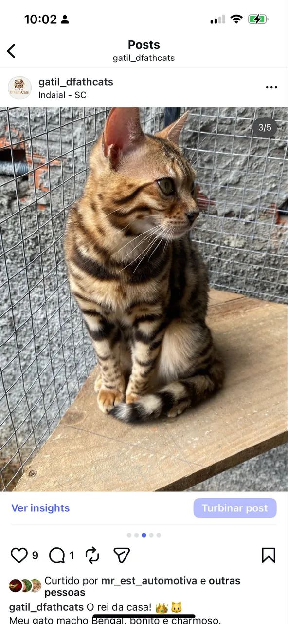 Bengal macho 11 meses - Foto 2