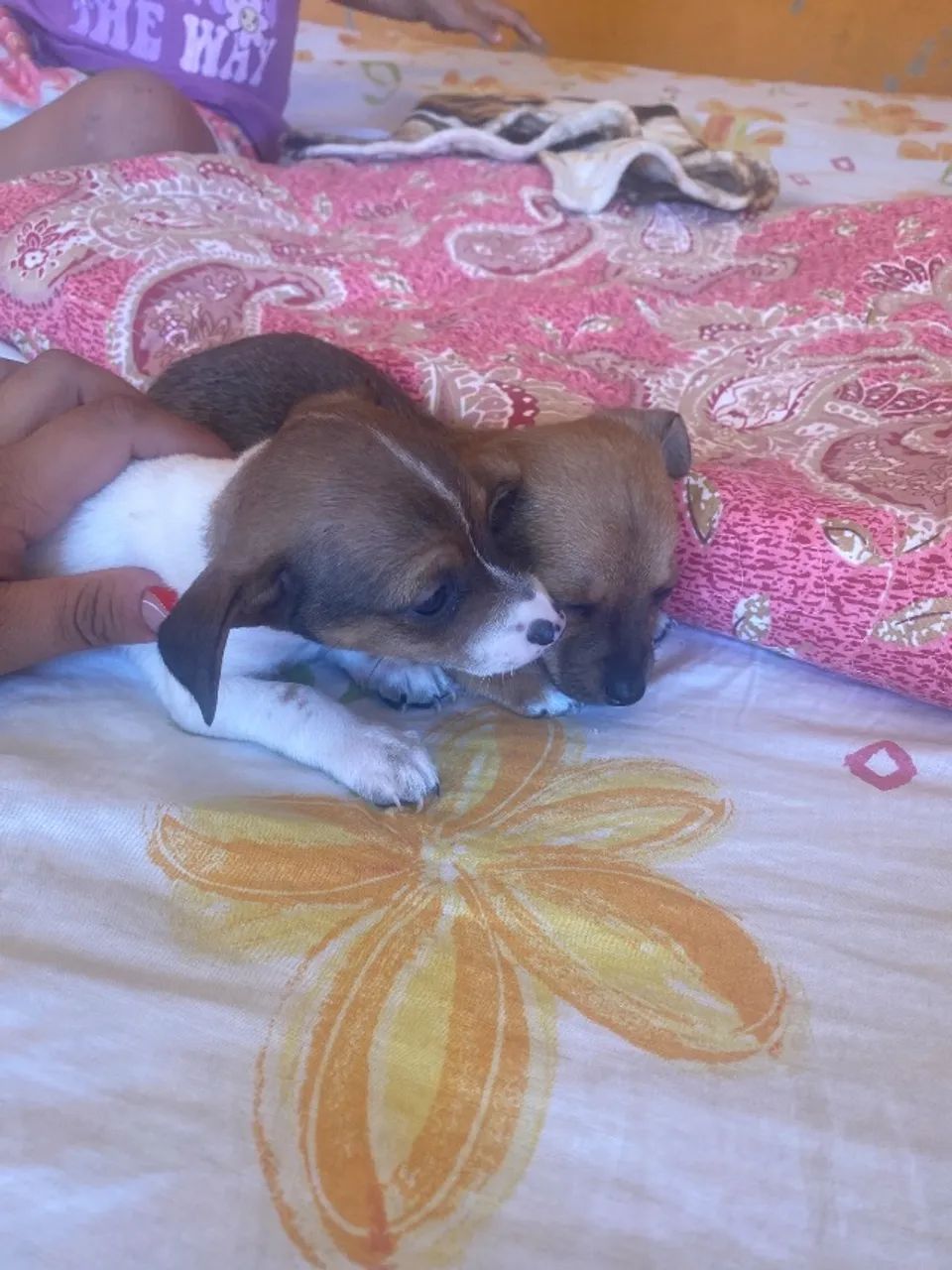 Cachorro