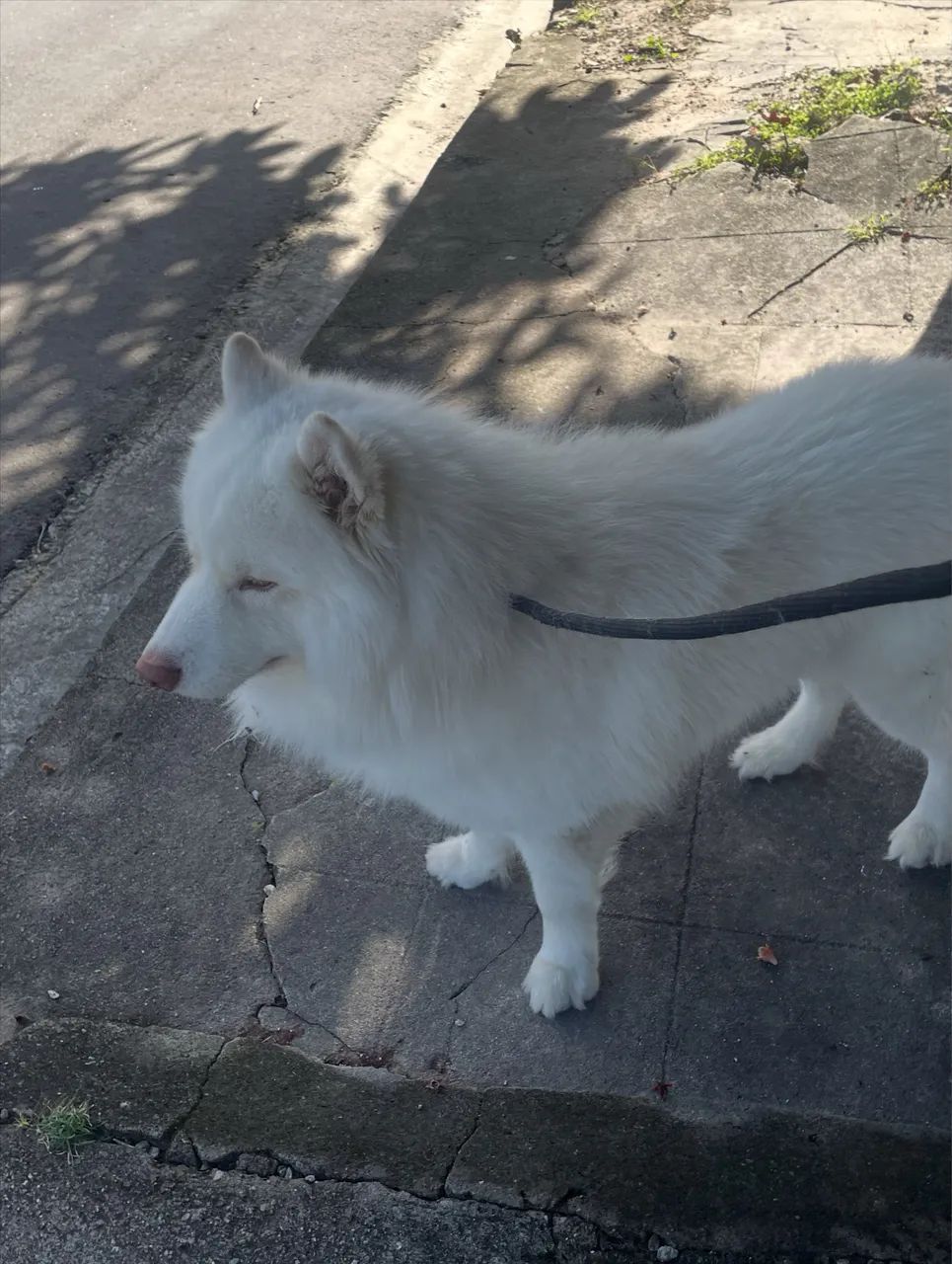 Husky Siberiano macho para reprodução  - Foto 5