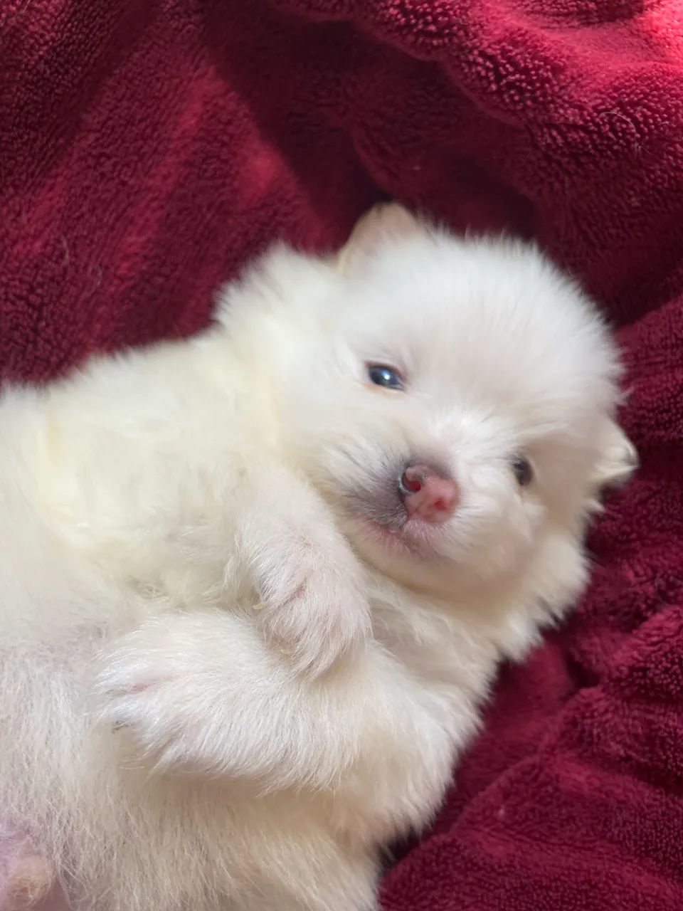 FILHOTES DE SPITZ ALEMÃO MINI  - Foto 3