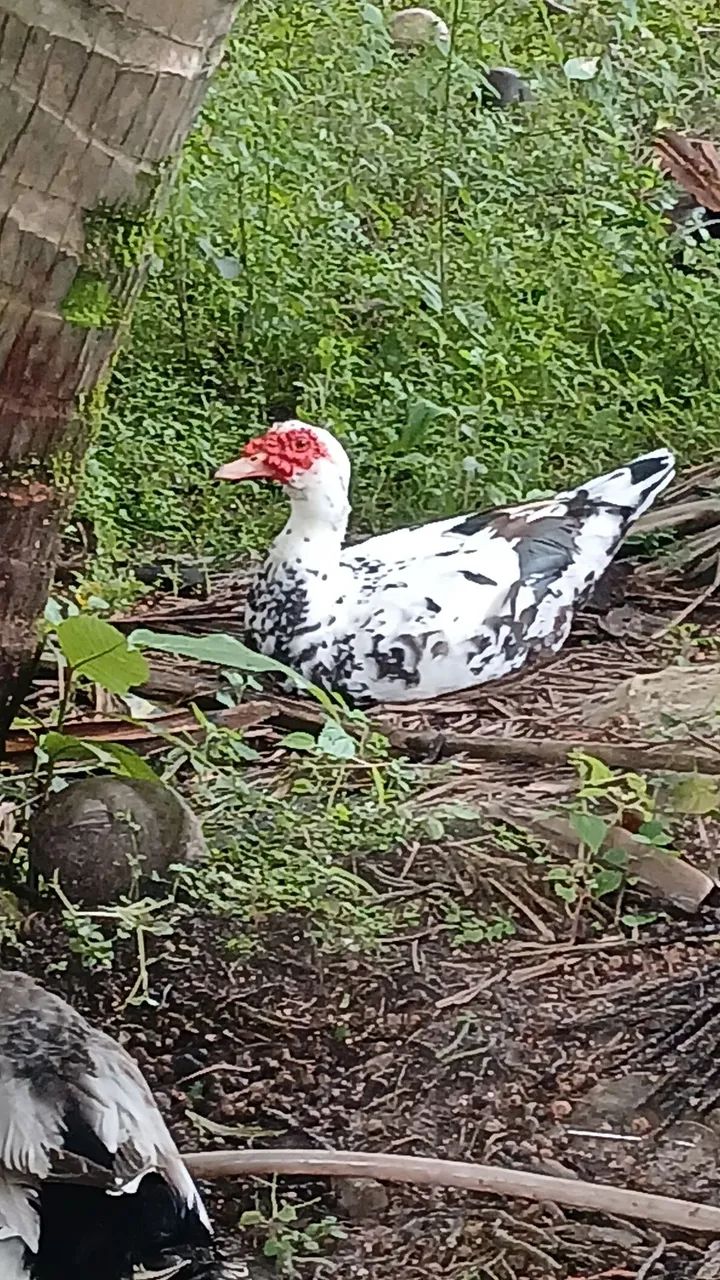 Vende-se patos adultos - Foto 2