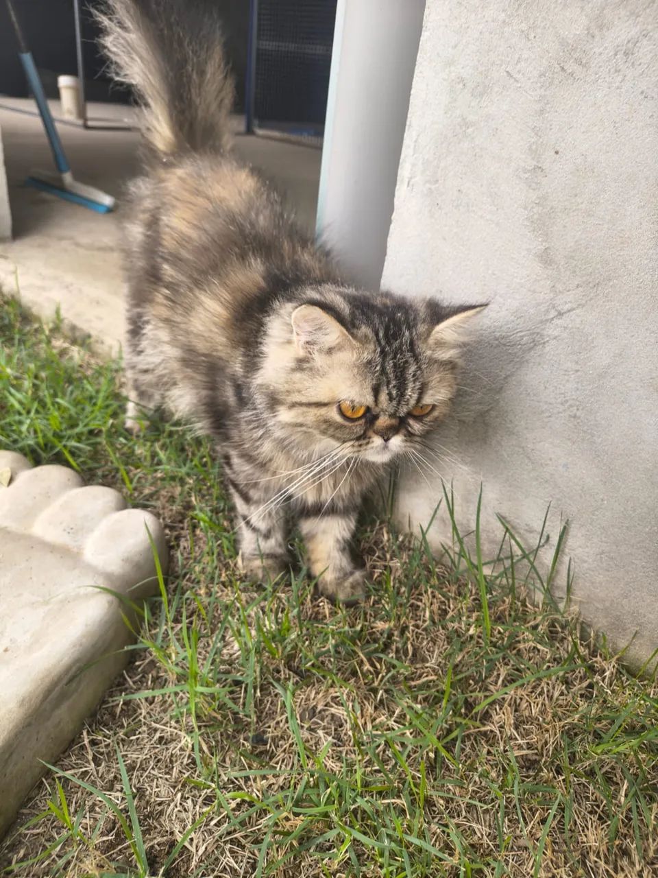 Gata persa  - Foto 2