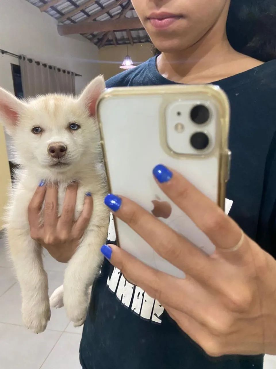  filhote de husky siberiano 600$ - Foto 3