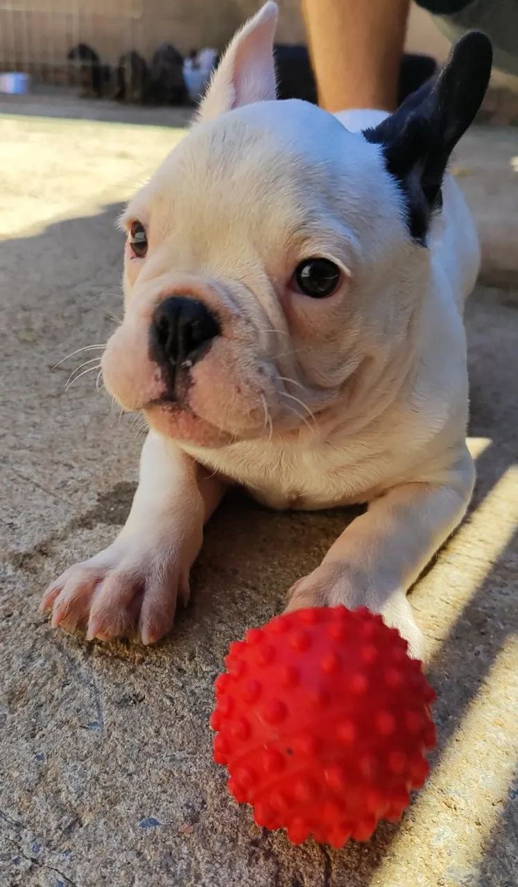 Bulldog Francês  - Foto 3
