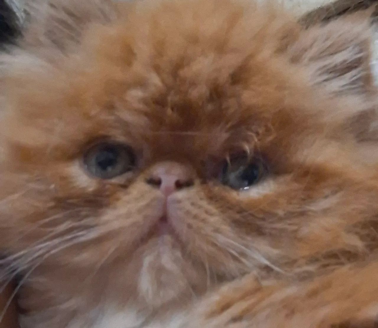 Gato persa Macho laranja  1800.00 - Foto 4