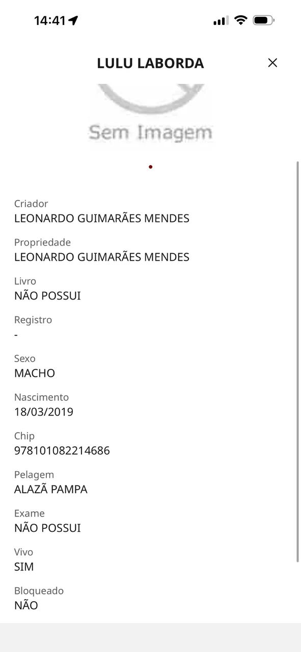 Cavalo mangalarga marchador registrado  - Foto 5