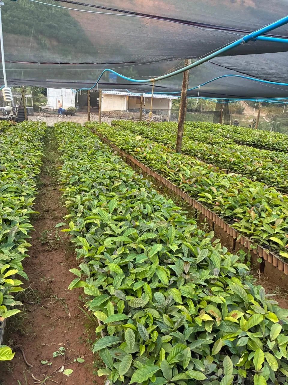 Mudas de café conilon - Foto 6