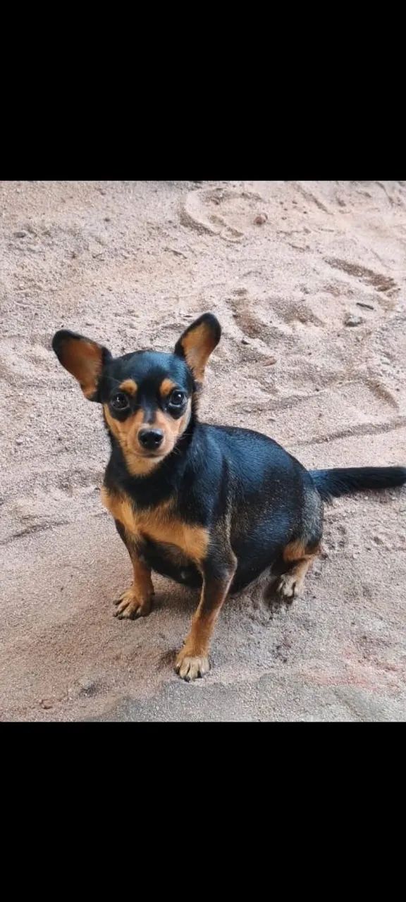 Cachorro piche  - Foto 5
