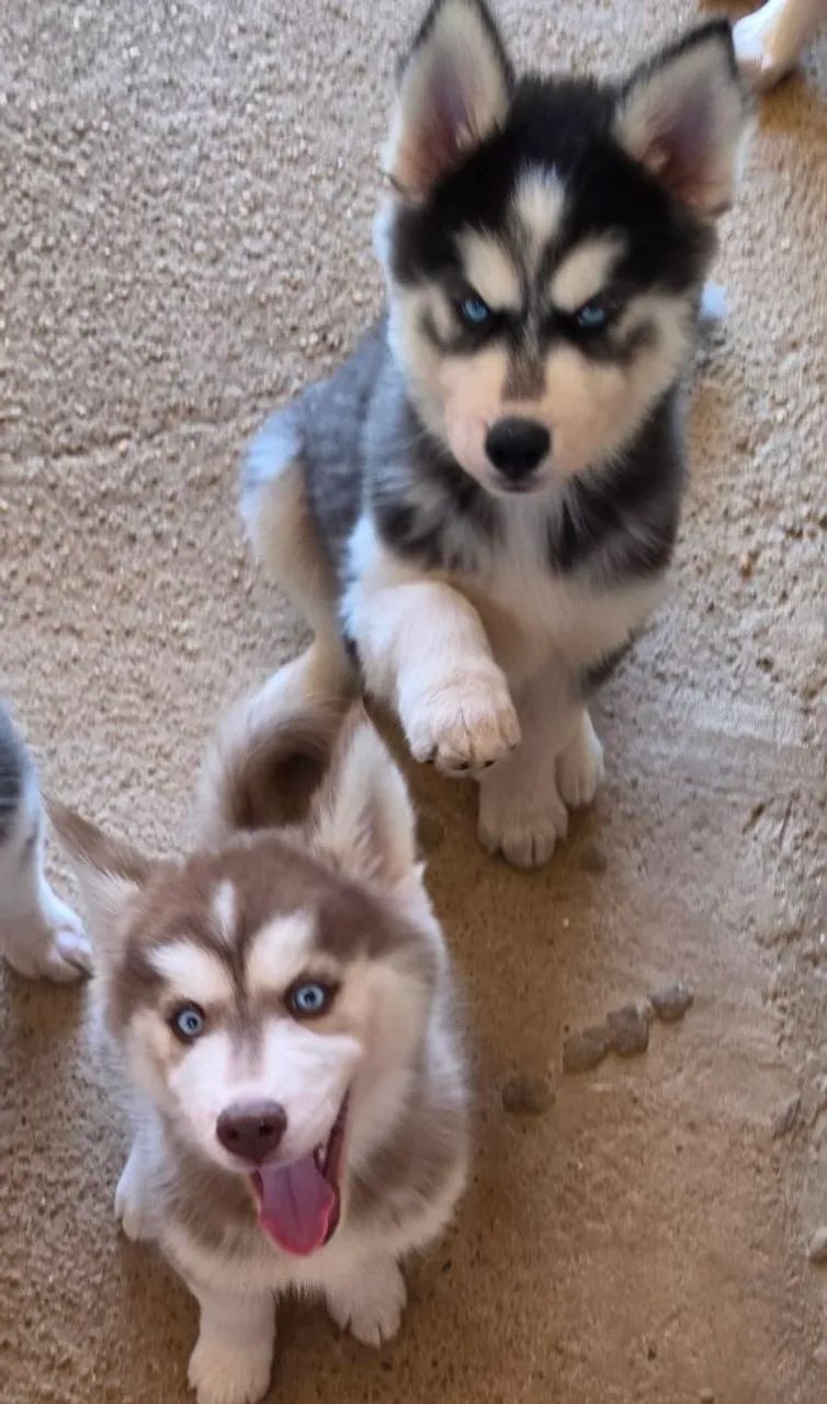 FILHOTES DE HUSKY SIBERIANO LINDOS E PUROS - Foto 5