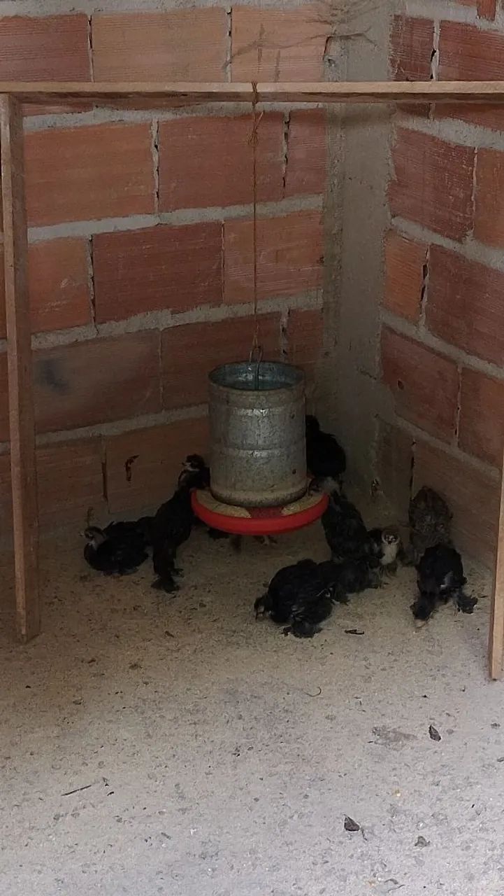 Pintinho e ovos galado raça Brahma Black. - Foto 3