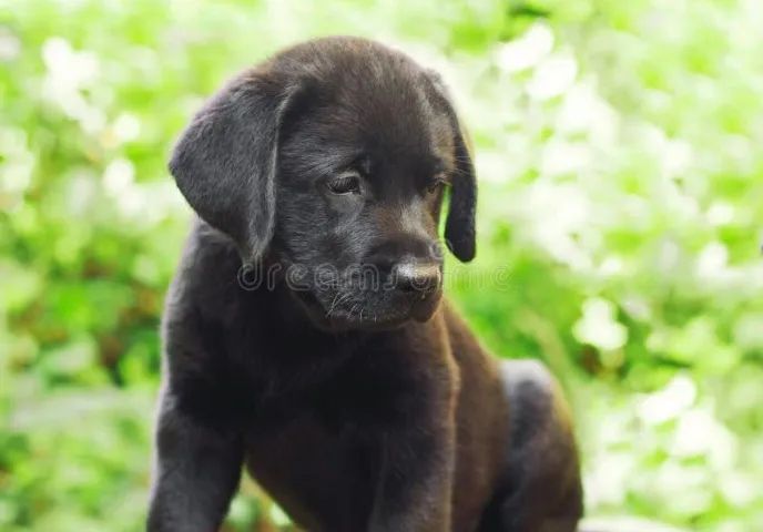 Labrador perfeito 