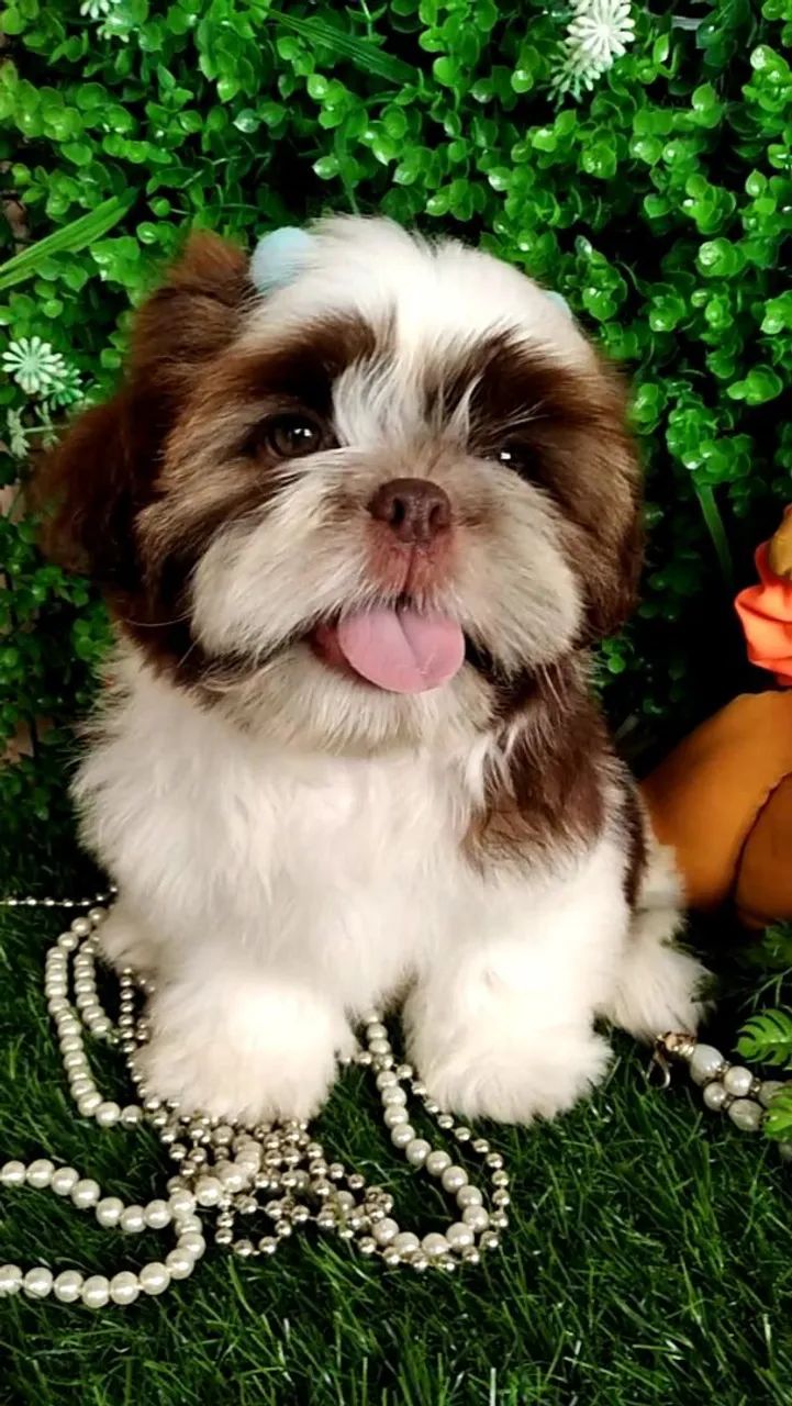 Filhote Shih tzu Macho Caramelo - EvaFilhotes 