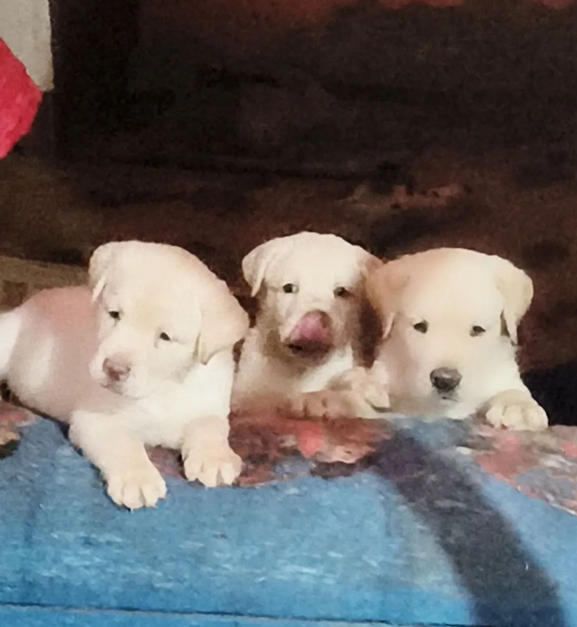 Labrador retriver  - Foto 2