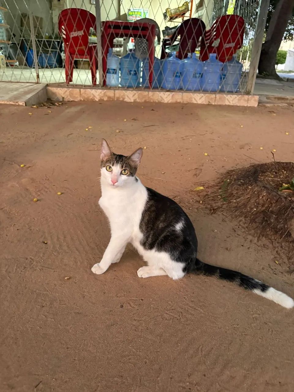 Adoção Responsável  - Foto 3